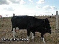 /album/vaca-girolando/vaca-girolando-8-jpg/